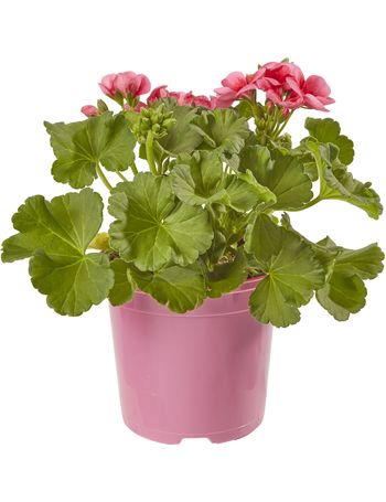 Shop B Q Garden Planters Up To 60 Off Dealdoodle