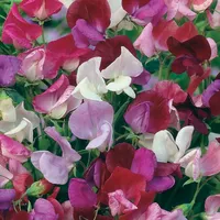 Wilko Sweet Pea Plants