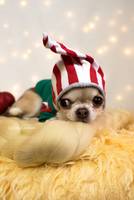 Etsy UK Dog Christmas Outfits