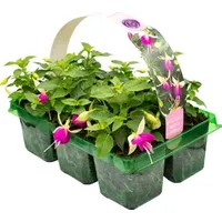 Gardeners Dream Fuchsia Plants