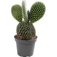 B&Q Cactus