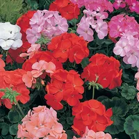 YouGarden Geraniums