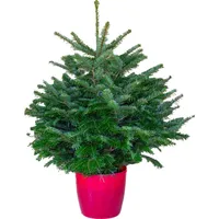 Wilko Potted Christmas Trees