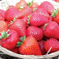 Carbeth Plants Strawberry Plants