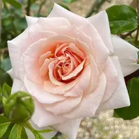 YouGarden Climbing Roses