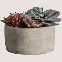 La Redoute Succulent Pots