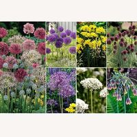 Ideal World Flower Bulbs