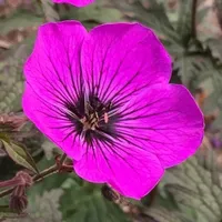 Gardeners Dream Geraniums