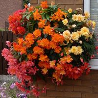 YouGarden Begonias