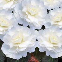 Carbeth Plants Begonias