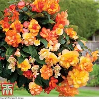 B&Q Thompson & Morgan Begonias