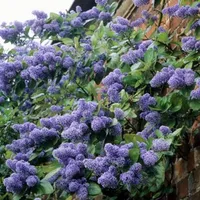 B&Q Gardeners Dream Evergreen Shrubs