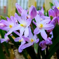 B&Q Carbeth Plants Flower Bulbs