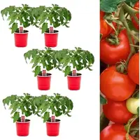 B&Q Tomato Plants