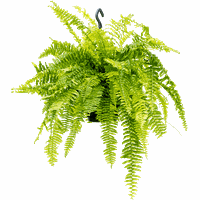 Getpotted.com Indoor Fern Plants