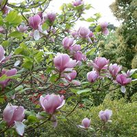 Suttons Magnolia Trees