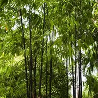 B&Q Bamboo Plants