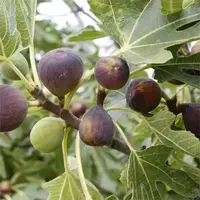 B&Q Fig Trees