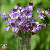 Thompson & Morgan Sweet Pea Plants