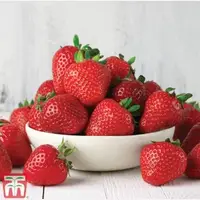 B&Q Strawberry Plants