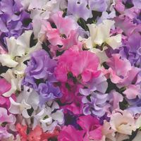 Robert Dyas Sweet Pea Plants