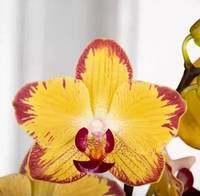 B&Q Orchids