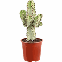 Getpotted.com Cactus