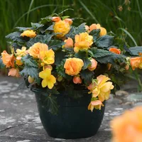 Robert Dyas Begonias