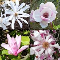 Gardeners Dream Magnolia Trees