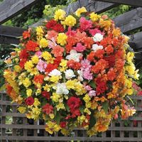 Ideal World Begonias