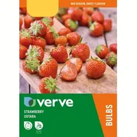 B&Q Verve Flower Bulbs