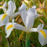 Carbeth Plants Flower Bulbs