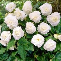 Gardeners Dream Begonias