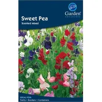 B&Q Sweet Pea Plants